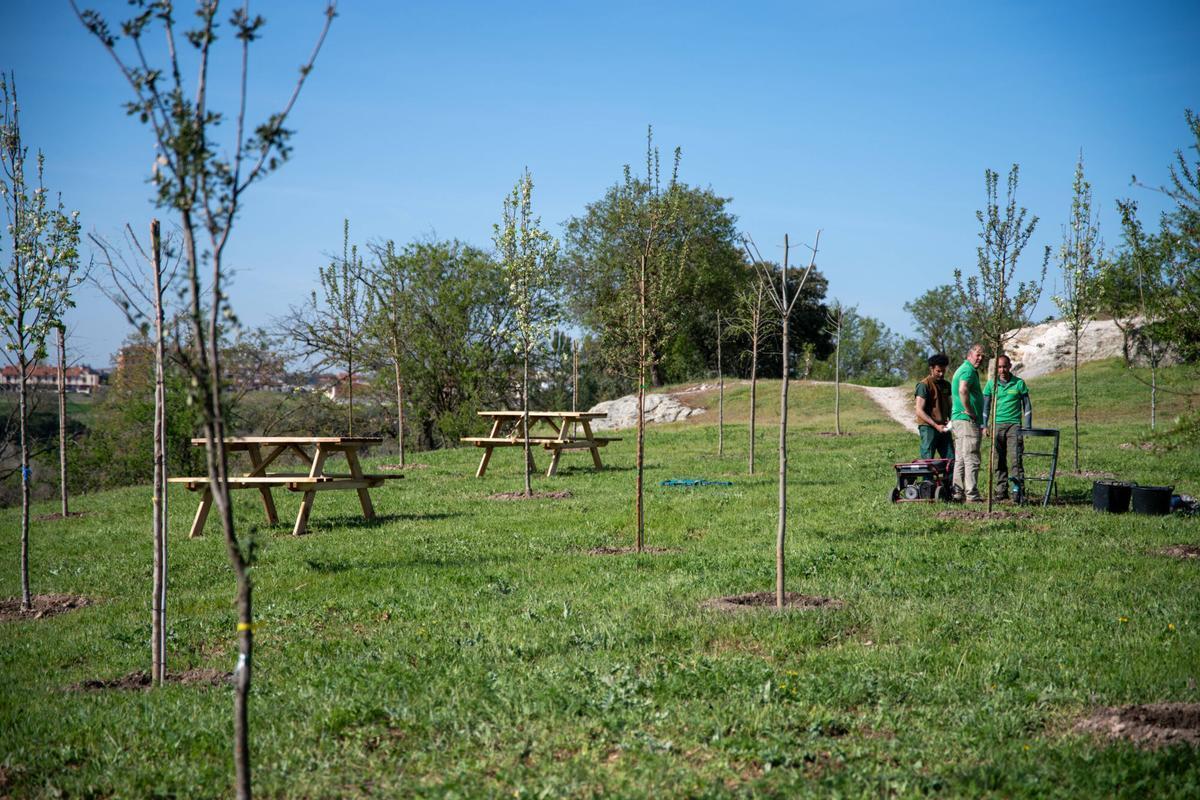Primera zona de plantación en Las Vistillas