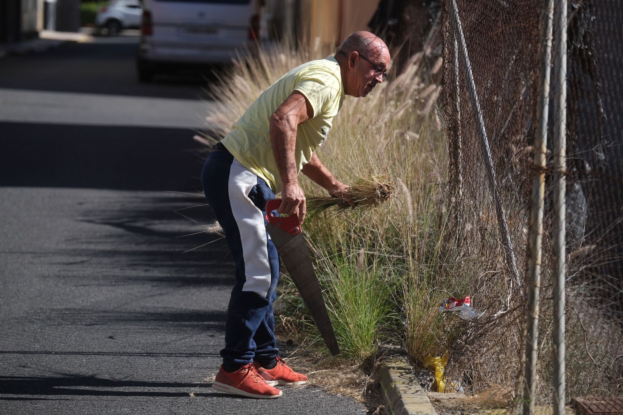 Rabo de gato en el barrio de Los Giles, en Las Palmas de Gran Canaria