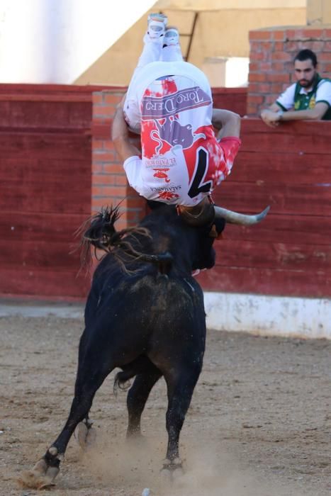 Concurso de cortes en Fuentesaúco.