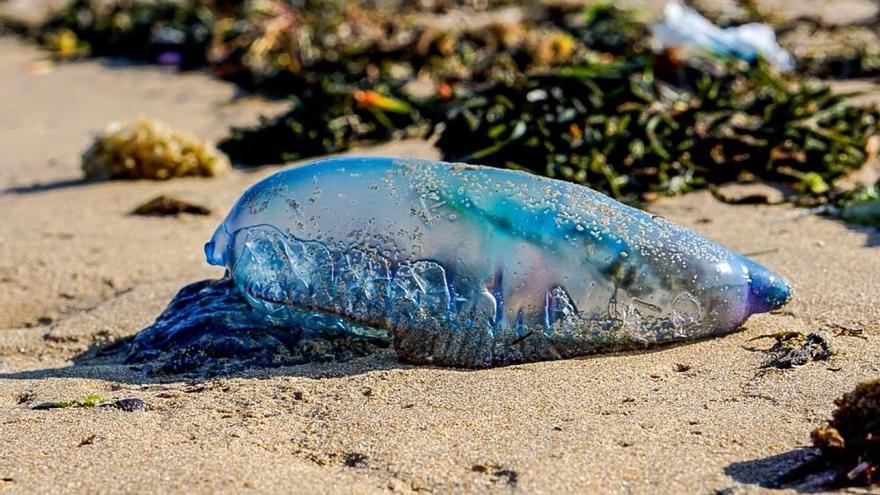 El Ayuntamiento de València busca carabelas portuguesas en la playa de El Saler