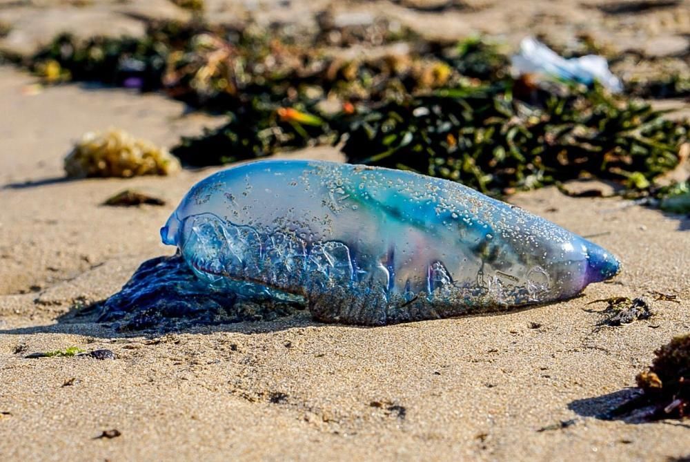 Es un animal marino propio del Atlántico.