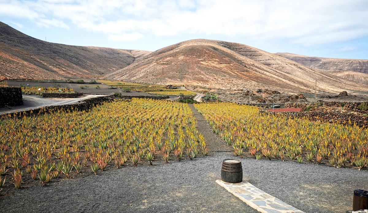 Lanzaloe: Ecología y sostenibilidad
