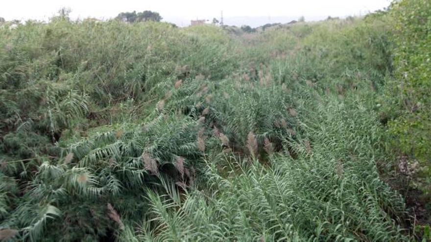 Las cañas se tragan el lecho del río Girona