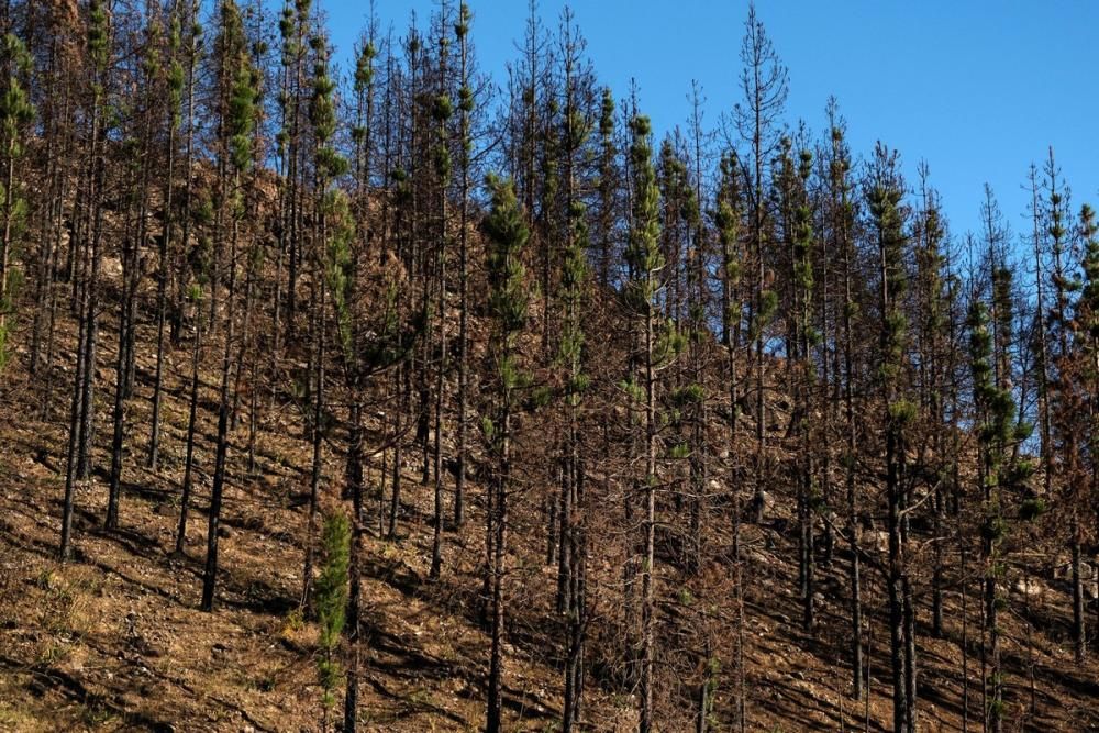 Alerta de incendio en Gran Canaria