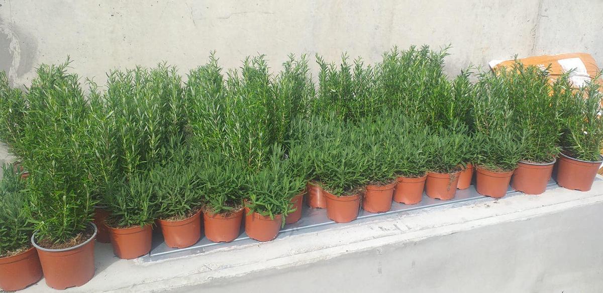El proyecto 'Territorios innovadores' también tiene las plantas como eje central.