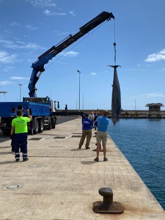 Hallan un cetáceo muerto en Radazul