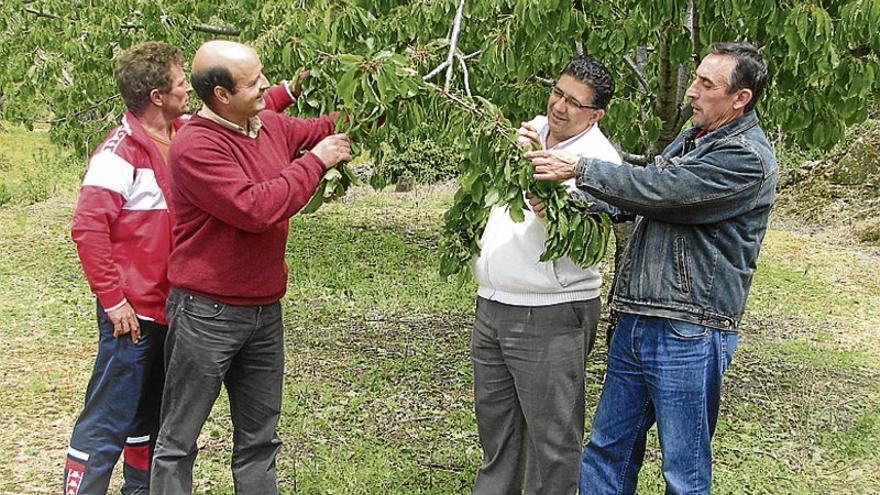 La recolección de cerezas en el Valle del Jerte comenzará en pocos días