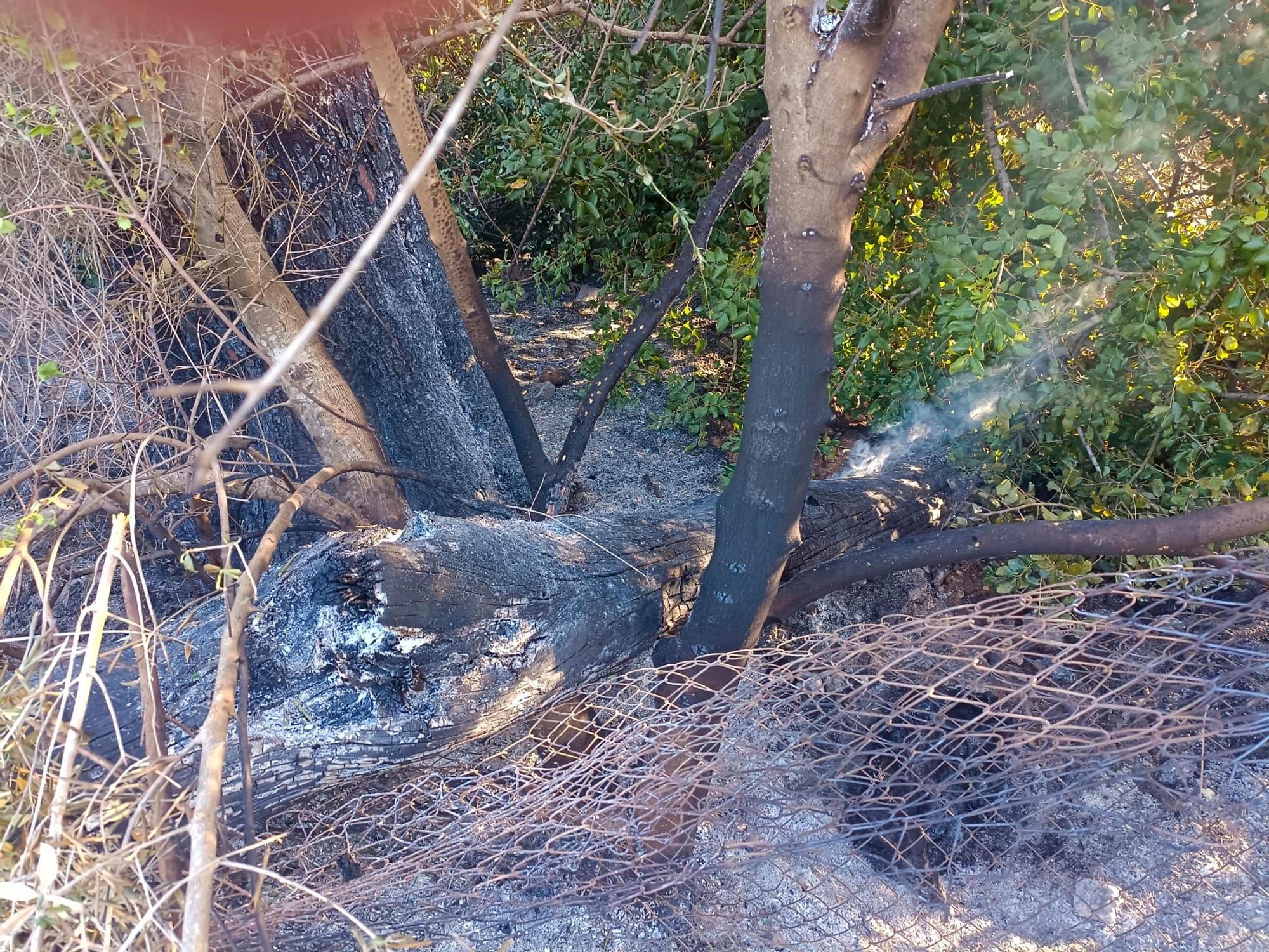 El incendio que amenaza el valle de la Murta, en imágenes