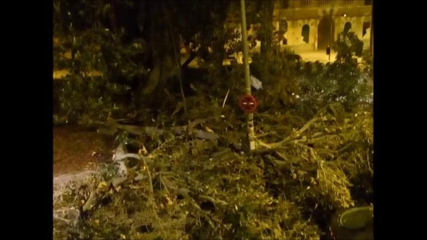 Las ramas de los ficus del Cuartel de Artillerería