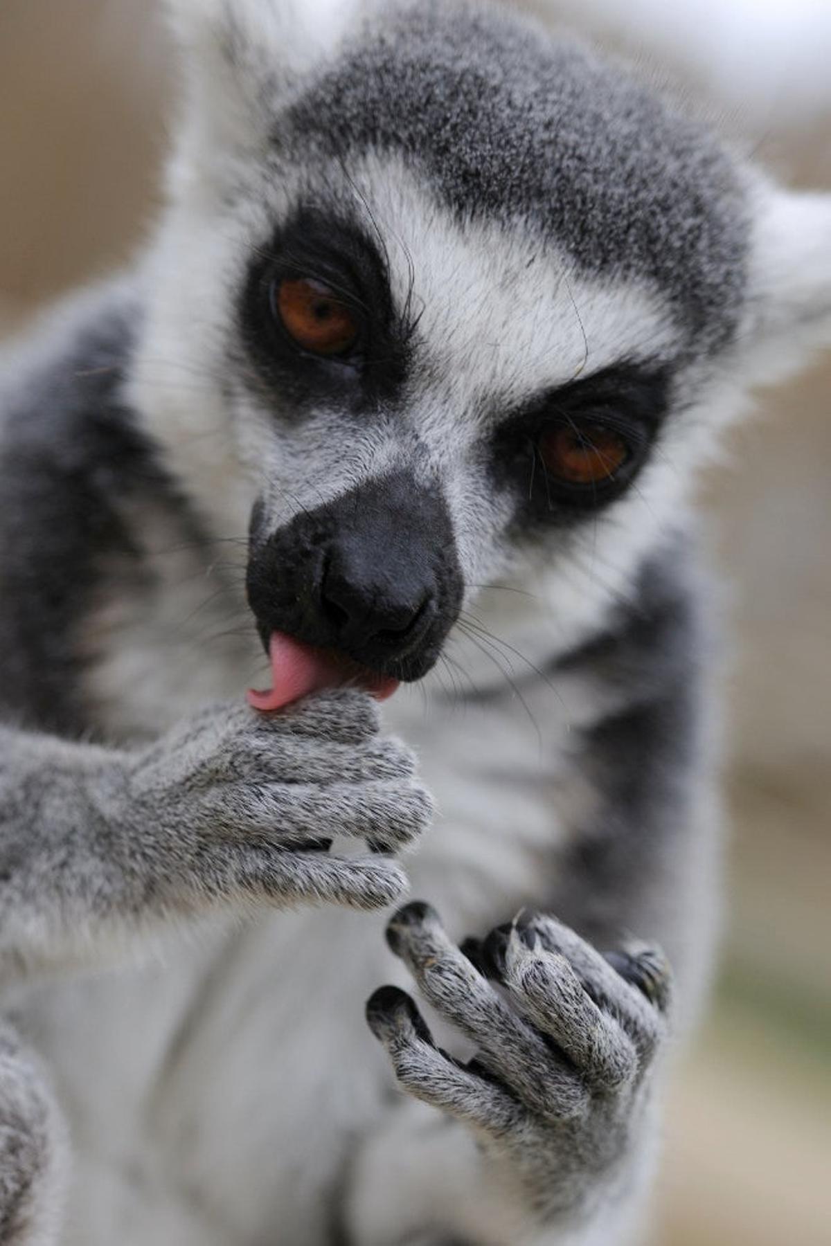 Zoológico del Bronx (Estados Unidos)