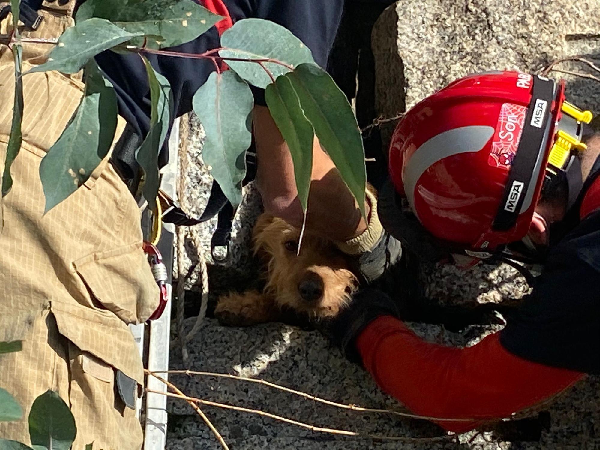 Así fue el rescate del perro atrapado dentro de un muro en Nigrán