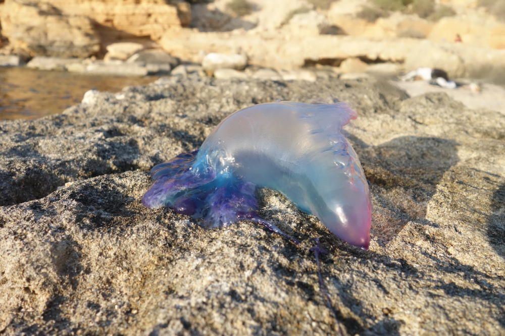 Encuentran otra carabela portuguesa en Mallorca