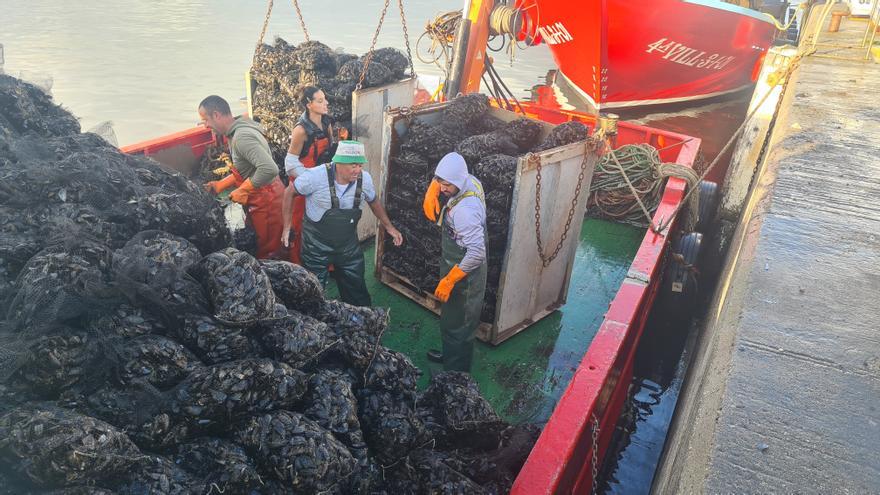 Galicia despacha cientos de toneladas de mejillón e incrementa su precio en origen