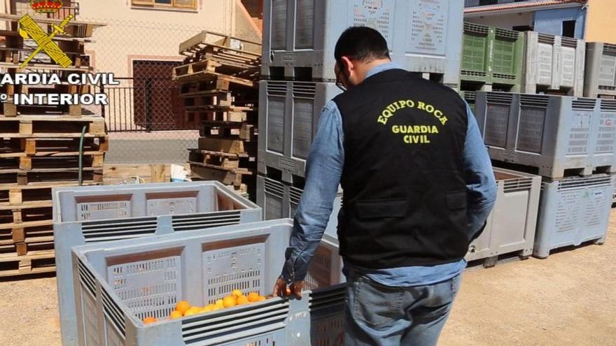 Quince detenidos por el robo de 200.000 kilos de naranjas