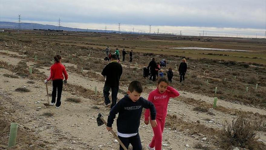 Niños y padres ayudan a repoblar el monte