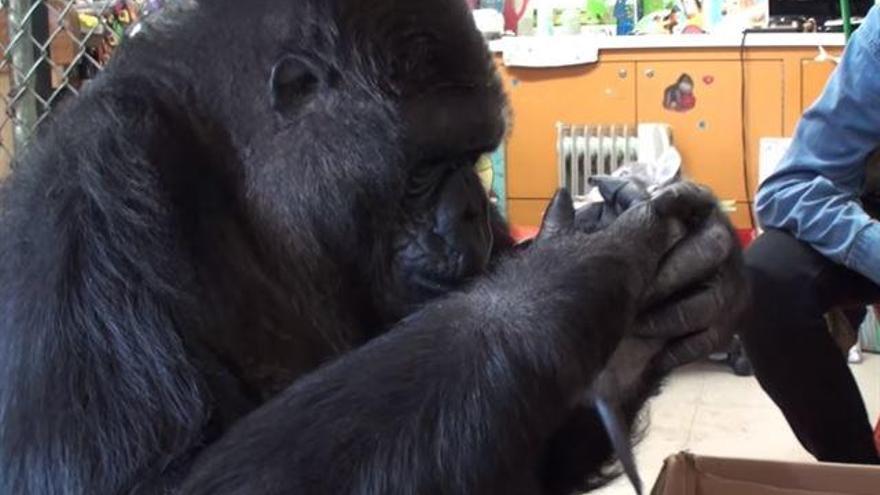 Koko jugando con uno de los gatitos.