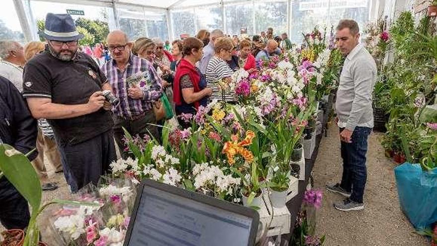 Exposición internacional de orquídeas de Salvaterra. // D.P.