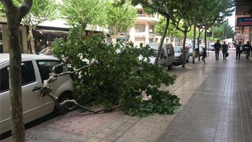 El viento provoca la caída de un árbol sobre un coche en Vila-real