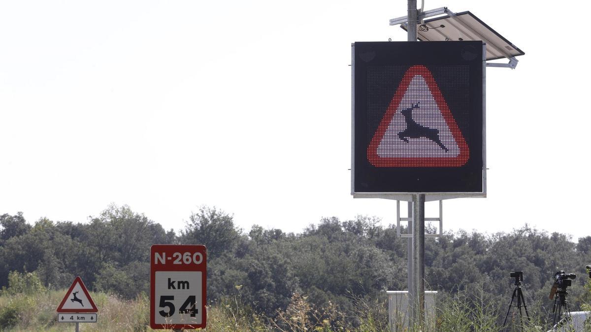 El sistema amb intel·ligència artificial per evitar accidents amb animals instal·lat a Cabanelles, foto d'arxiu.