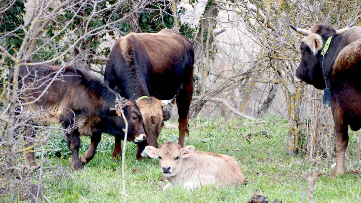 Doverses vaques de l'Albera amb vedells.