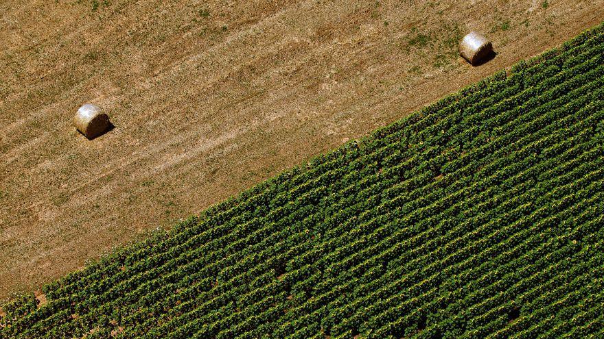 Vista aérea de un campo cultivado en parte con girasol, en parte con cereales