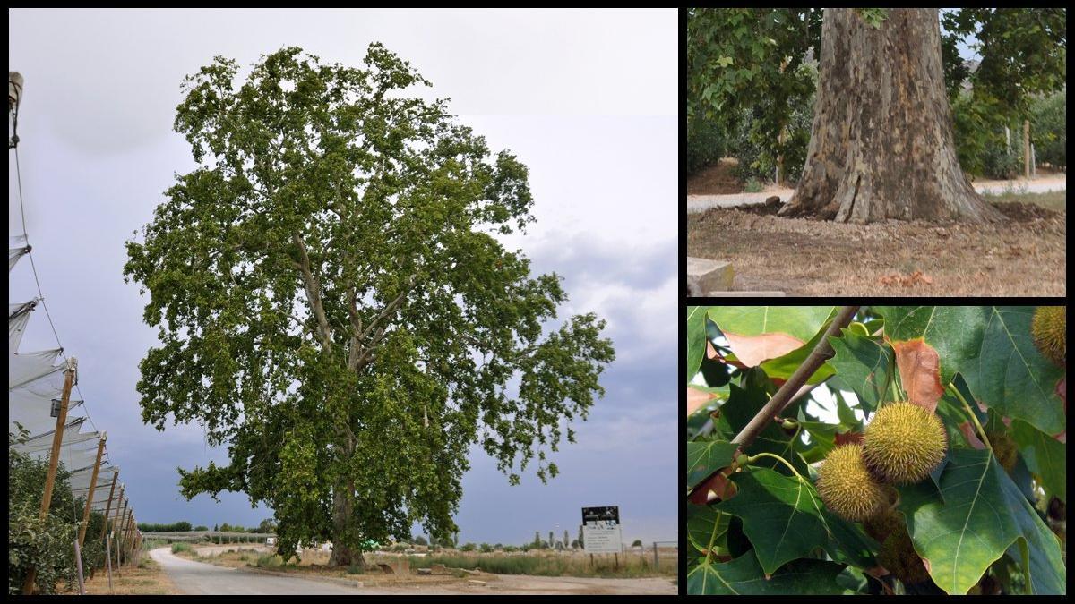 platano platan oluges castellnou