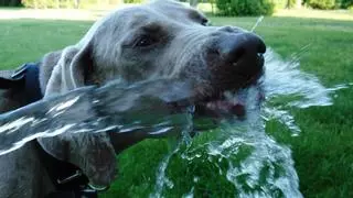 Síntomas del golpe de calor en los perros y cómo evitarlo