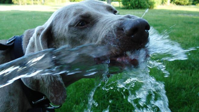 Un perro se refresca bebiendo agua.