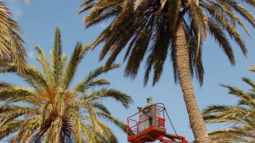 Murcia aprende a vivir con el picudo de las palmeras
