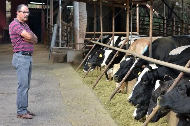 VACAS CABRAS LECHE PRODUCCION