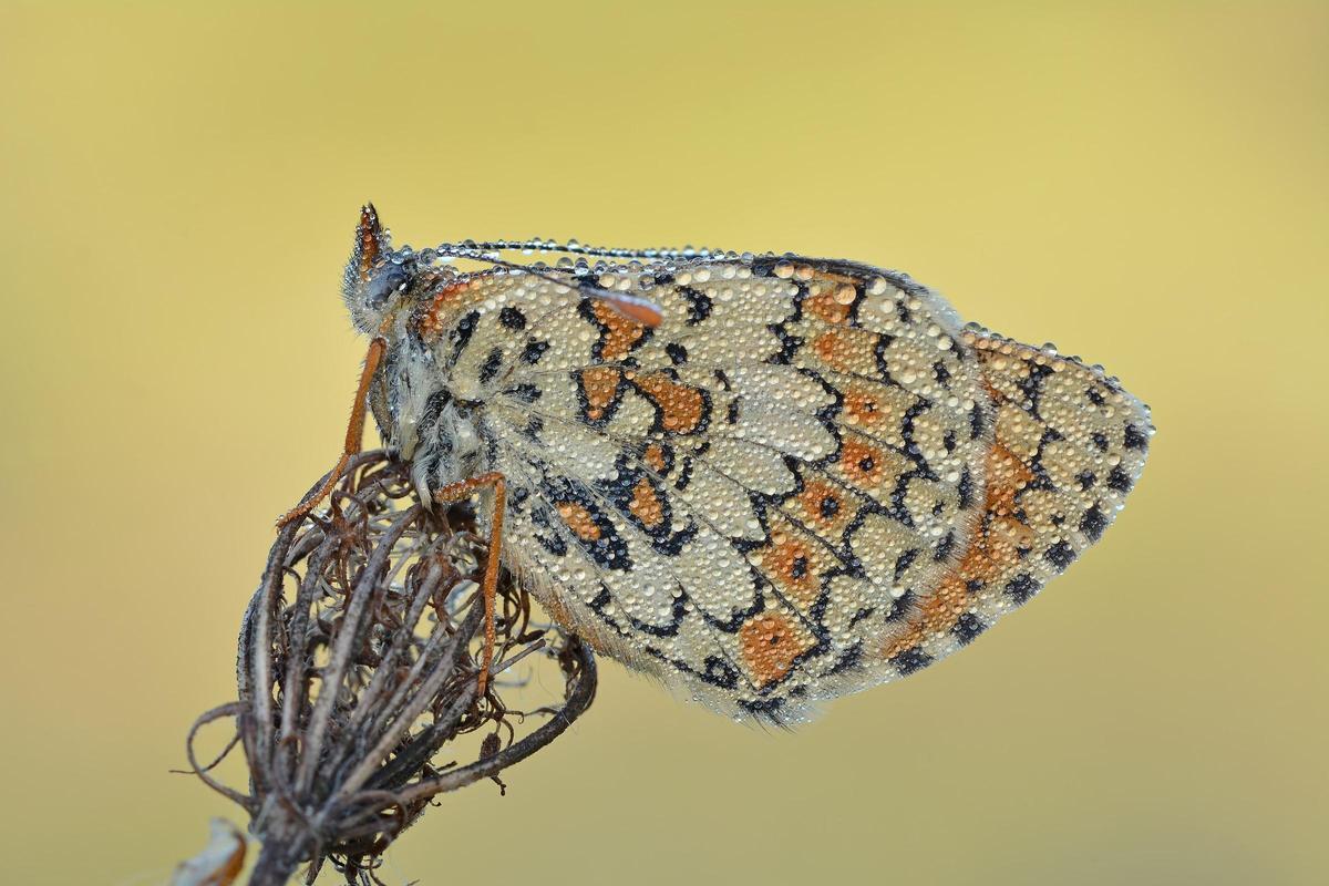Melitaea cinxia cubierta de gotas de agua.