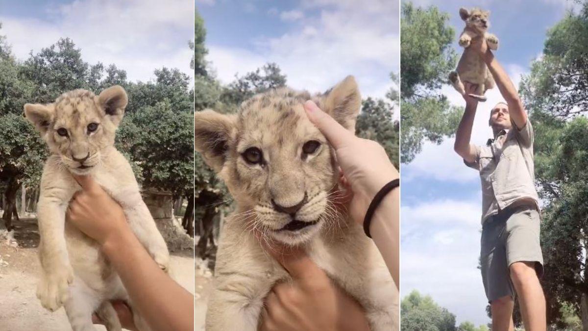 Un safari de Alicante recrea la escena más famosa de &#039;El Rey León&#039; en TikTok