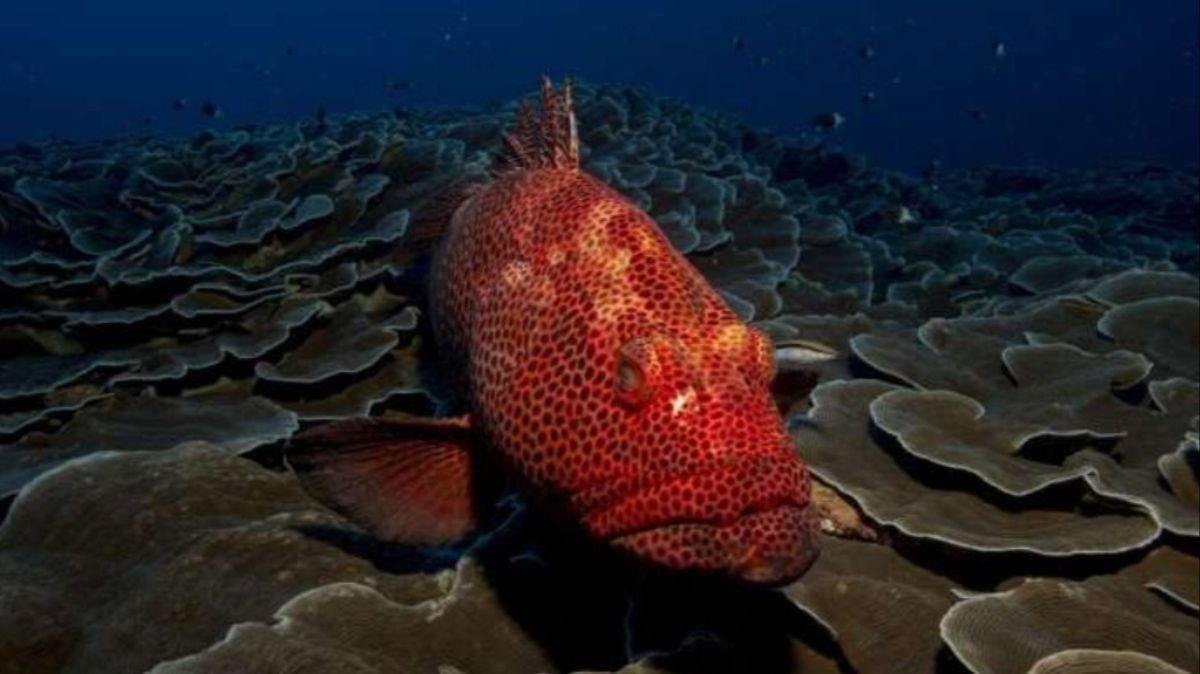 El avance del calentamiento oceánico en el Hemisferio Norte pone en riesgo a múltiples especies de peces.
