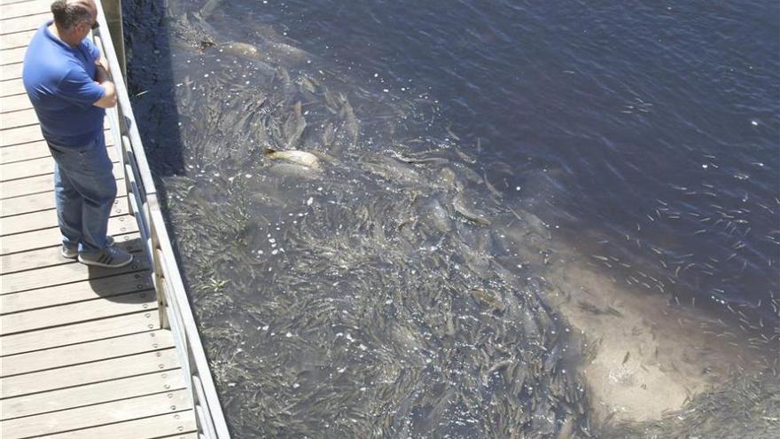 El PP pide la dimisión del delegado de Medio Ambiente por el vertido de orujo al río Guadalquivir