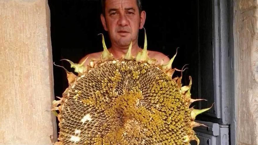 El rey de los girasoles gigantes está en Ñarciandi