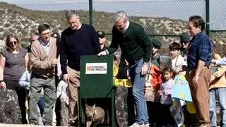 Cambio de última hora en la reintroducción del lince en Aragón: entra Windtail y sale Waka