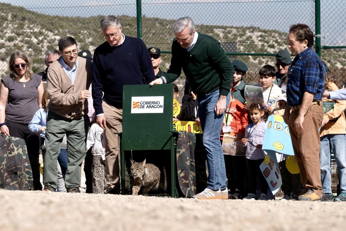 Uno de los linces saliendo de la caja en la que ha sido transportado desde Doñana.