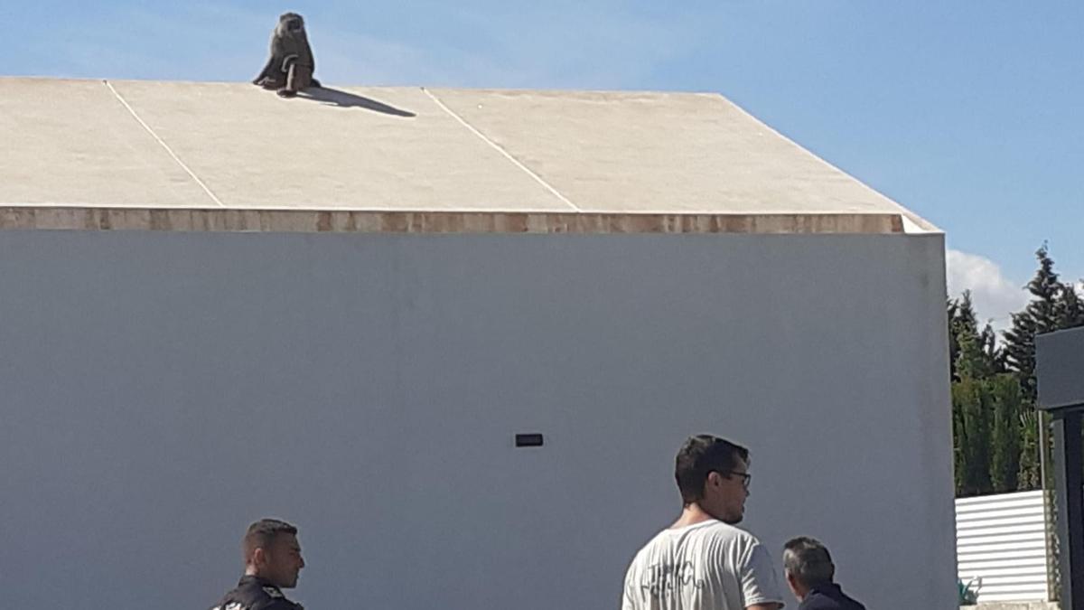 El animal, sobre el tejado, con policías abajo.