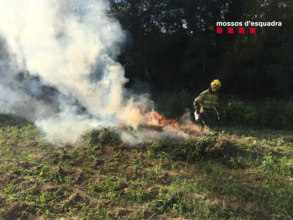 Desmantellen cinc plantacions de marihuana amb més de 8.000 plantes a l'Alt Empordà