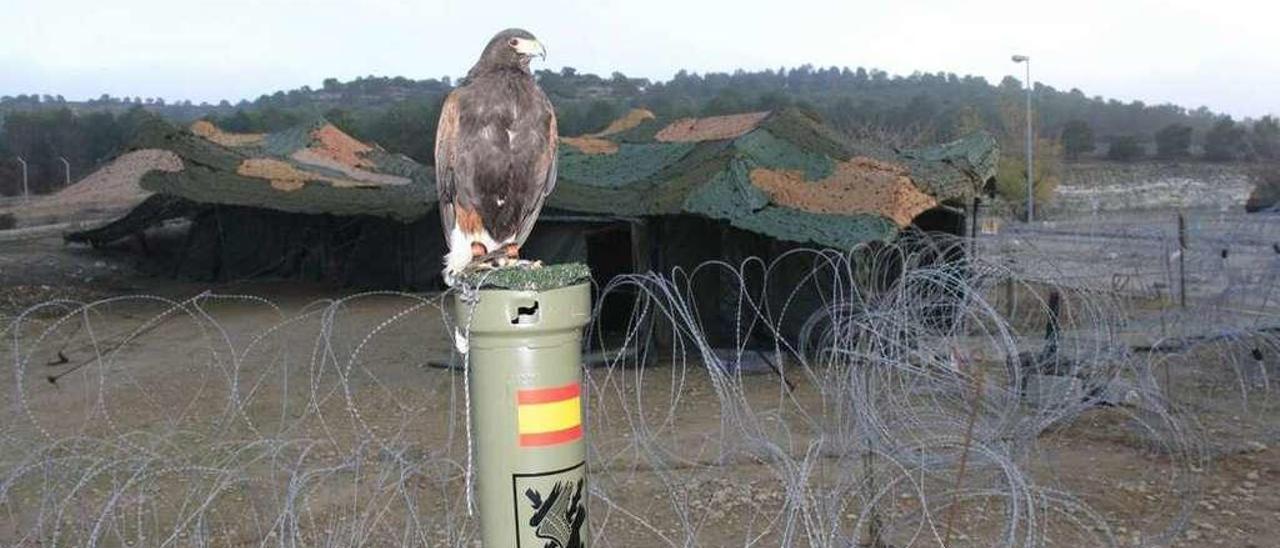 La mascota de la brigada, ante una de las tiendas de campaña en San Gregorio. // Brilat