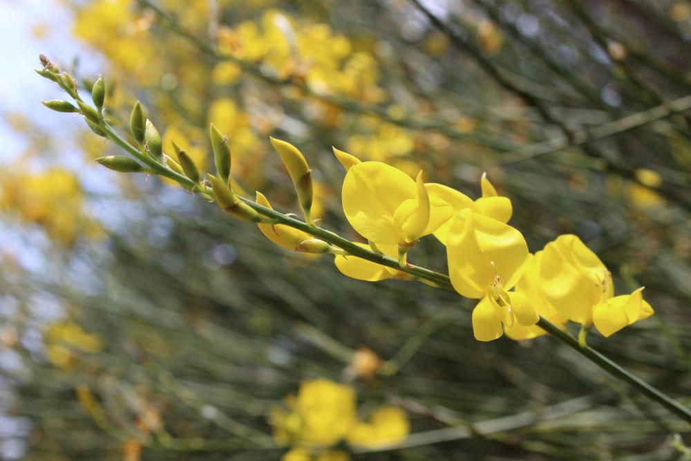 Ginesta. Detall d’una de les moltes branques amb flors grogues de la ginesta, que acostuma a florir de maig a juliol.