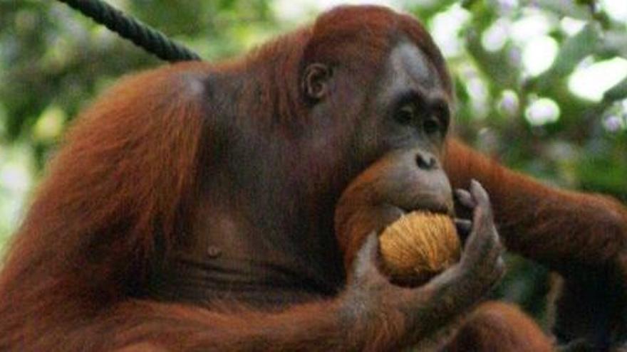 Descubrimiento sobre el comportamiento del orangután.