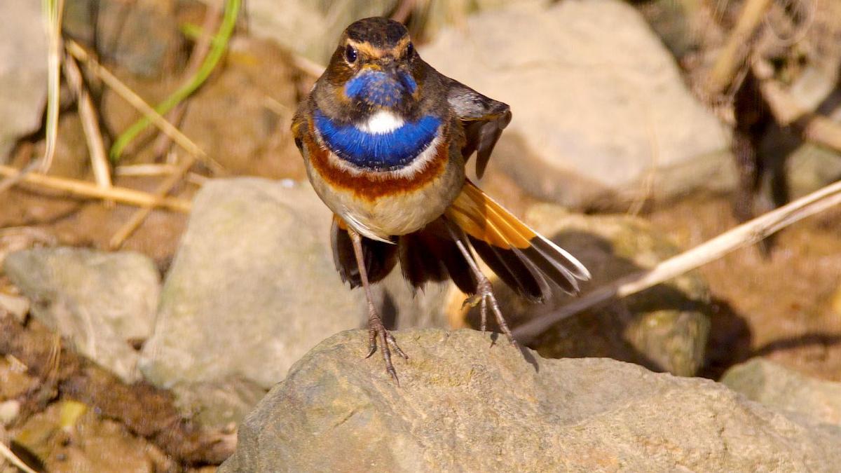 Un ruiseñor pechiazul en la ría de Villaviciosa.