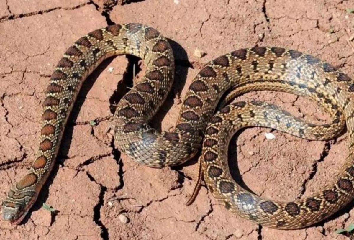 Una serpiente de herradura.|  | DI