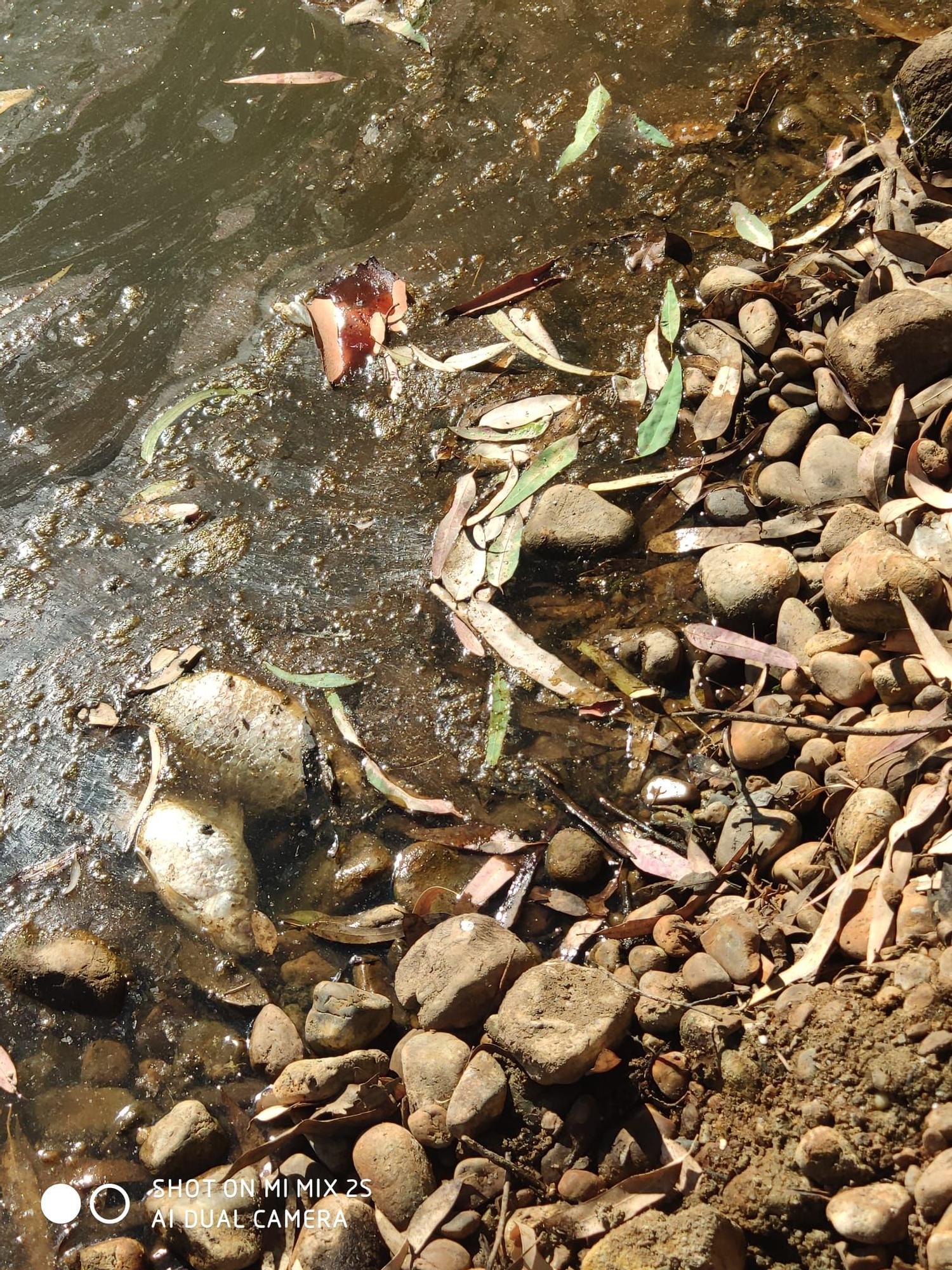 Aparecen decenas de peces muertos en una charca cercana al Guadiana