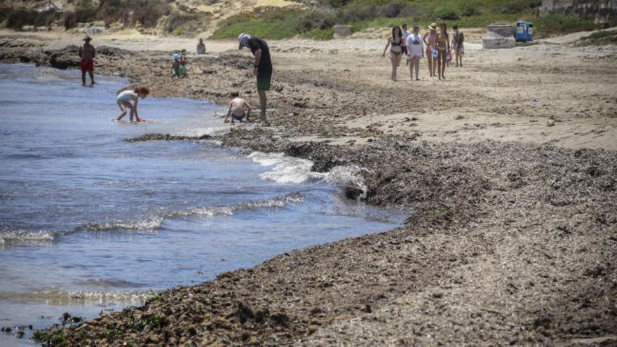 Un mar de algas en la playa de San Juan