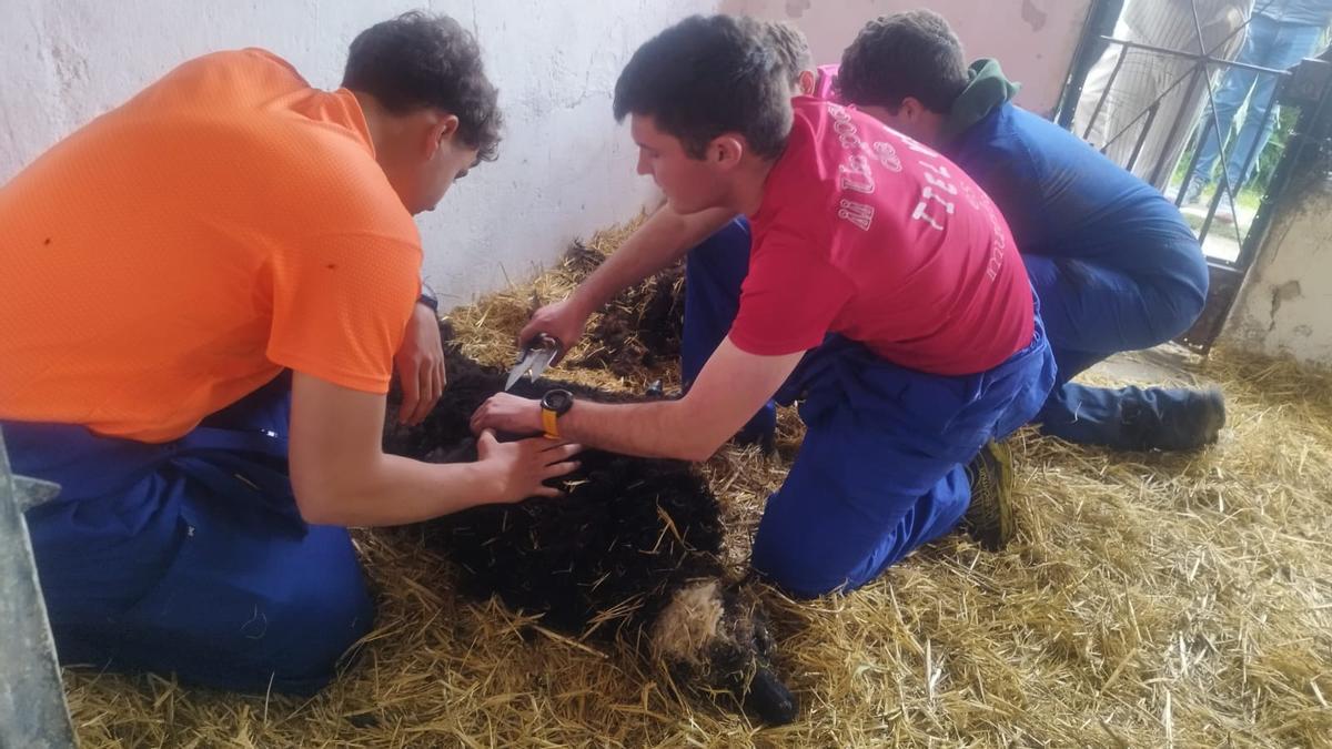 Alumnos del IES de Luces esquilan las ovejas xaldas