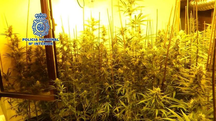 Los chinos que cultivaban marihuana en un chalé de Oviedo tenían más de media tonelada de droga