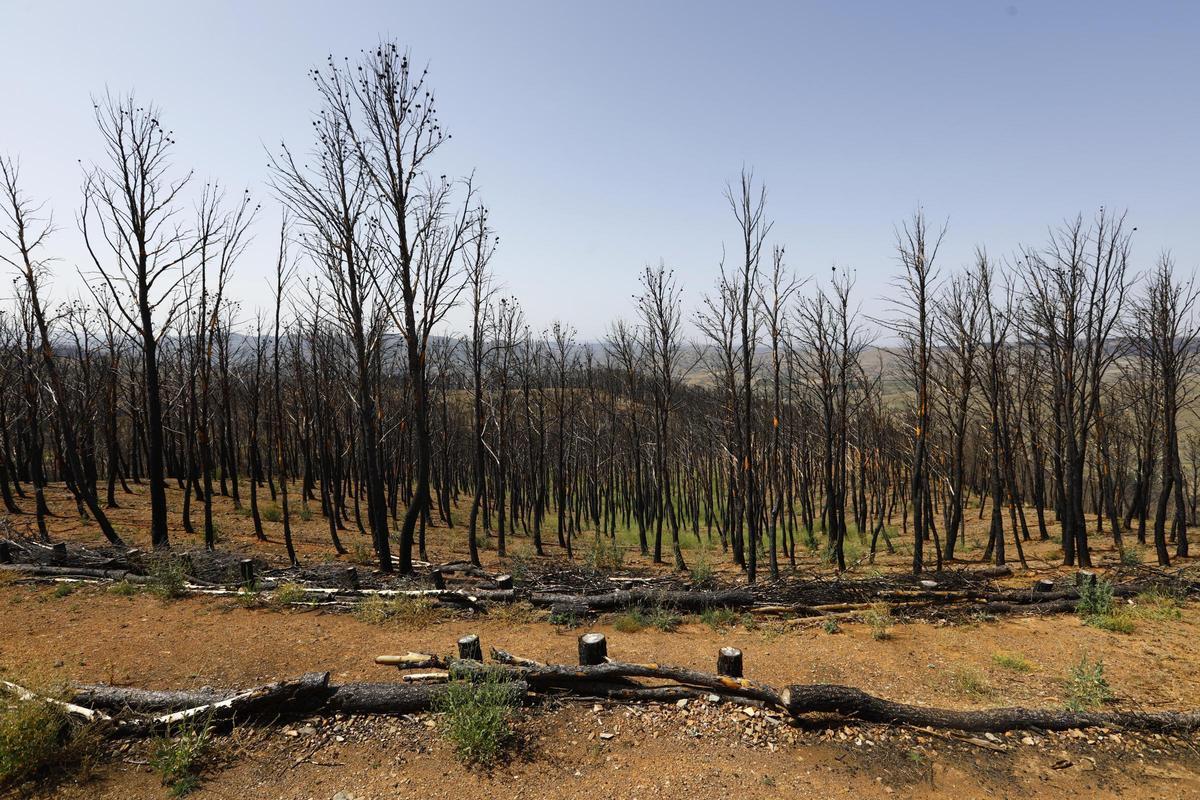 En imágenes | Así está Ateca un año después del incendio forestal que afectó a 14.000 hectáreas En imágenes | Así está Ateca un año después del incendio forestal que afectó a 14.000 hectáreas
