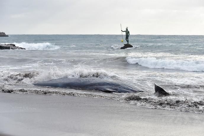 02-02-2019 TELDE. Cachalote muerto varado en la playa de Melenara. Fotógrafo: ANDRES CRUZ